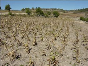 Drought in Borno